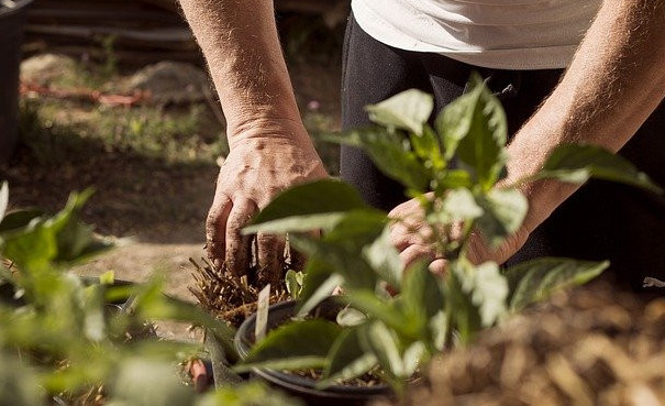 earthing with plants